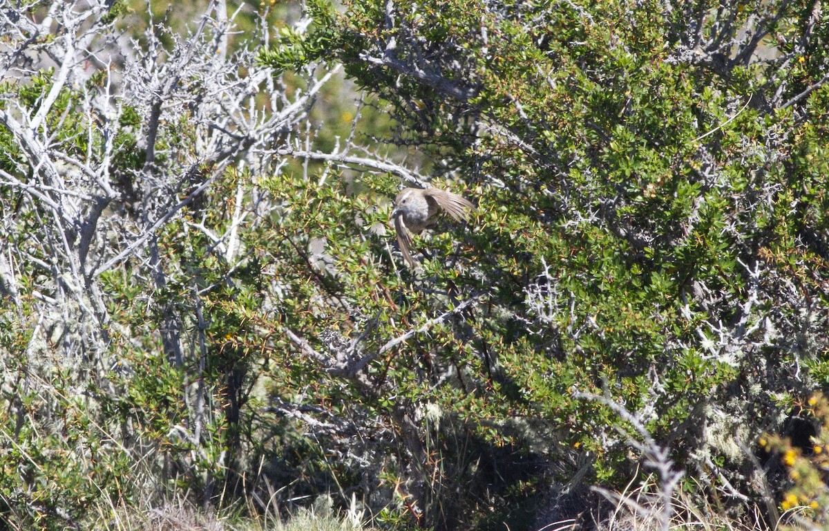 Band-tailed Earthcreeper - ML646304645