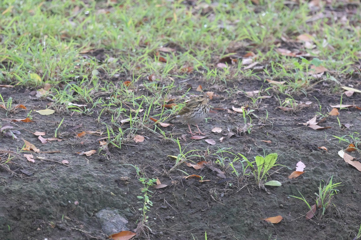 Olive-backed Pipit - ML646304646