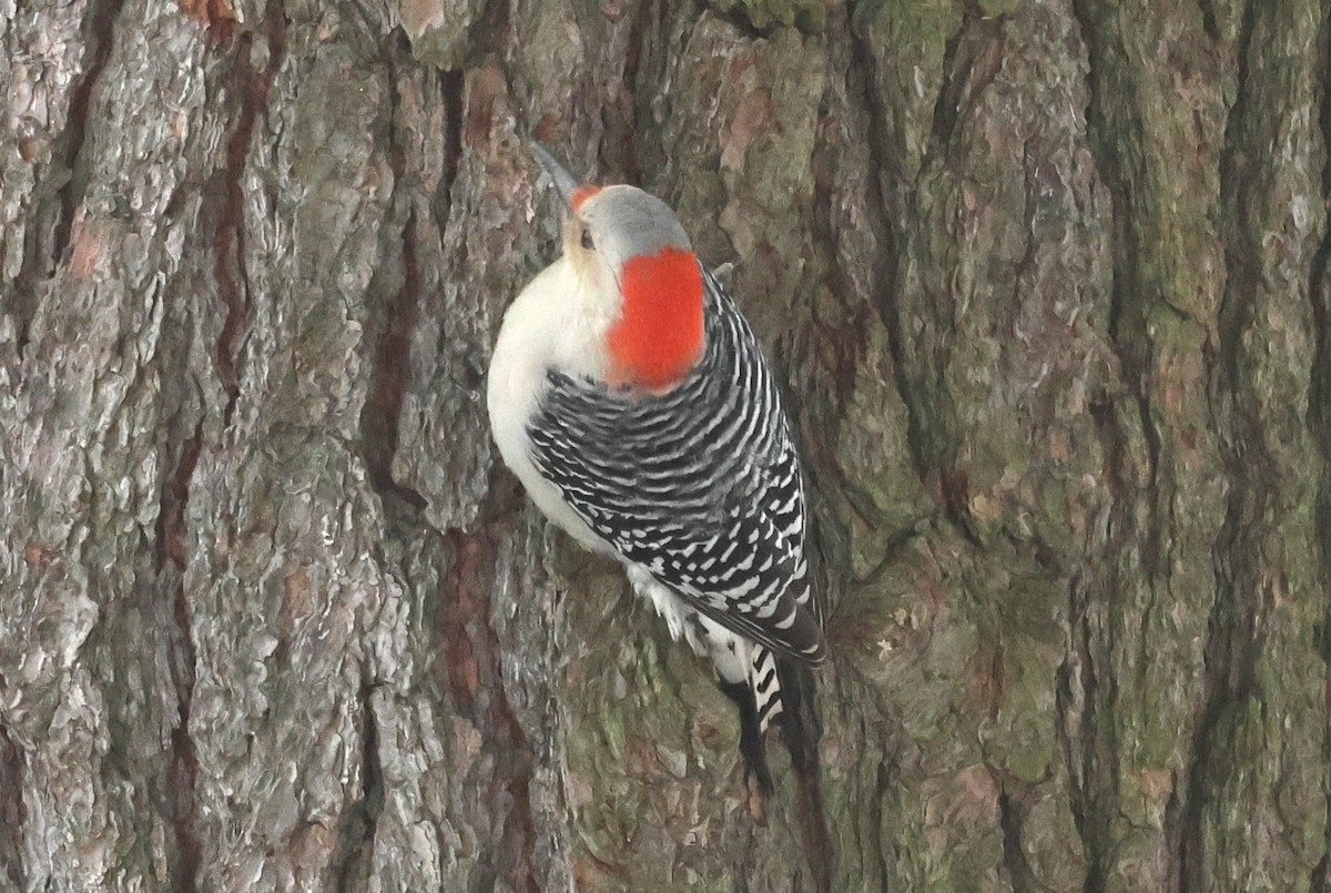 Red-bellied Woodpecker - ML646304657