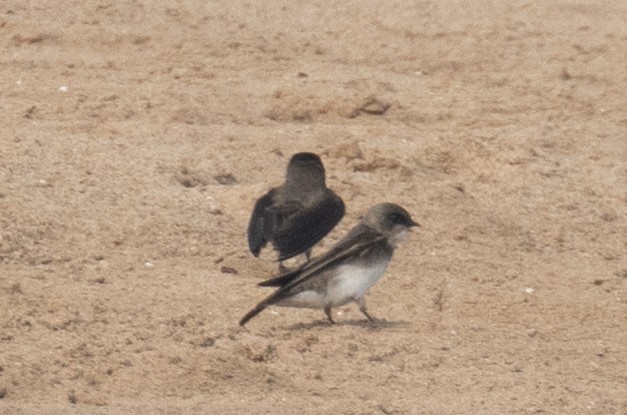 Pale Martin - ML646304660