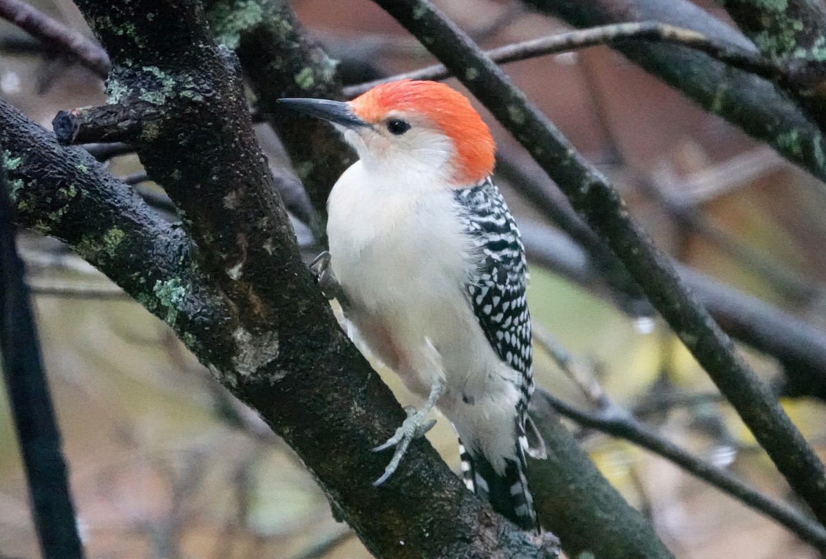 Red-bellied Woodpecker - ML646304665