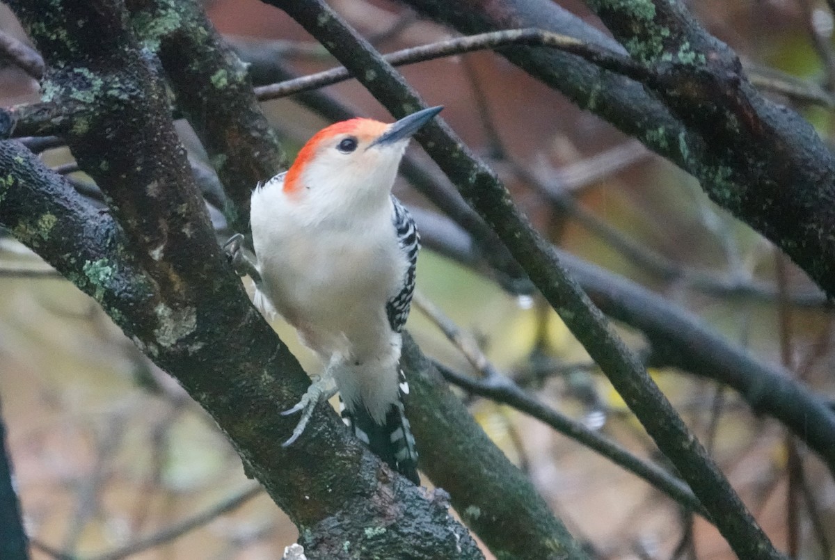Red-bellied Woodpecker - ML646304667