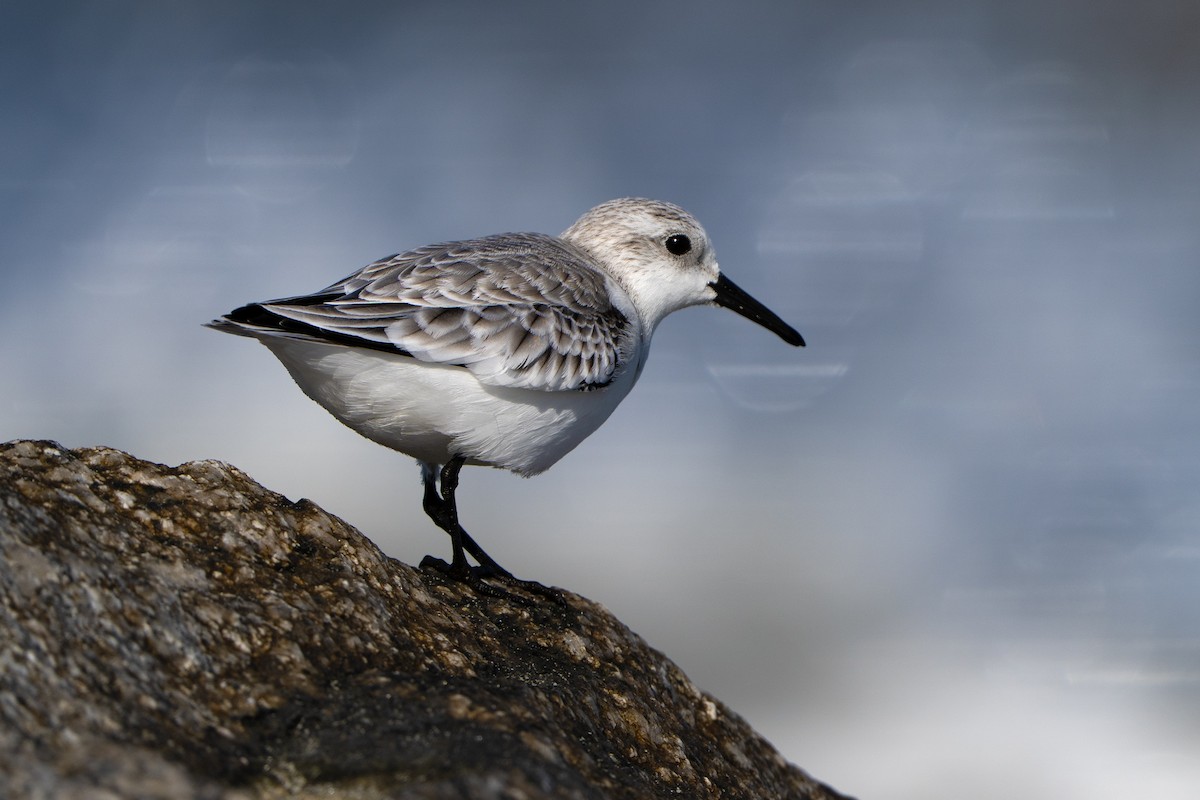 Sanderling - ML646304669