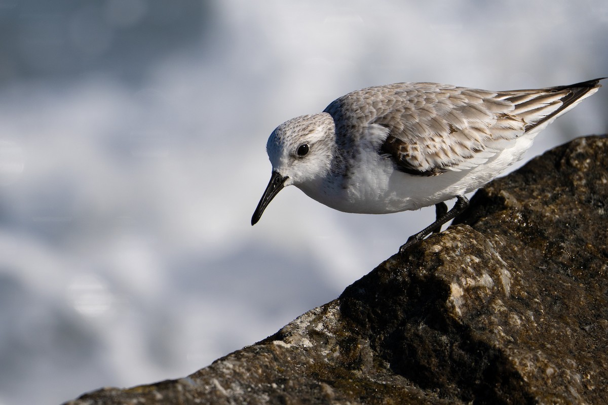 Sanderling - ML646304670