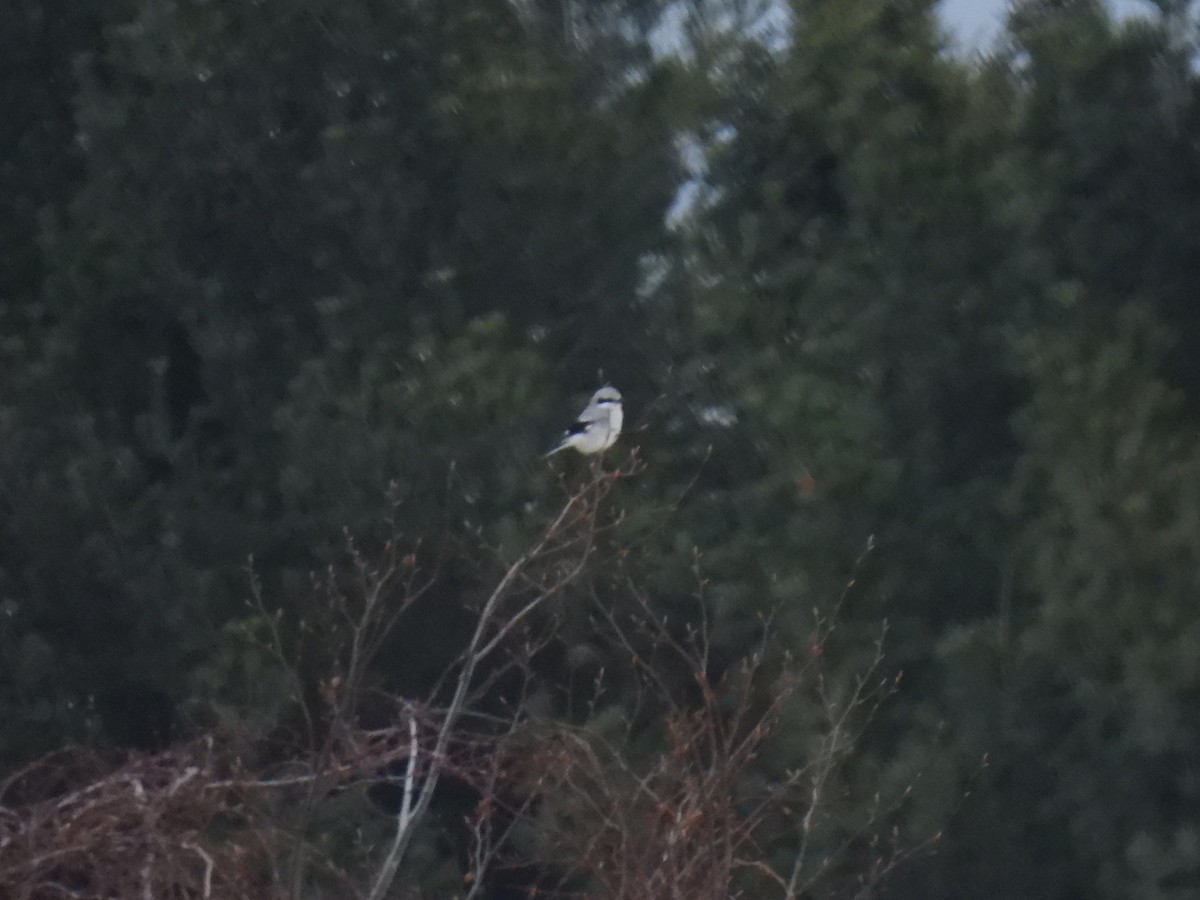 Alcaudón Boreal - ML646304671