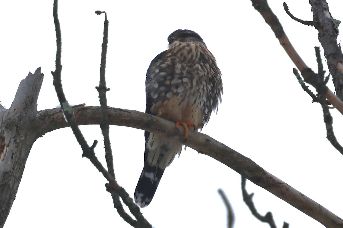 Merlin - ML646304672