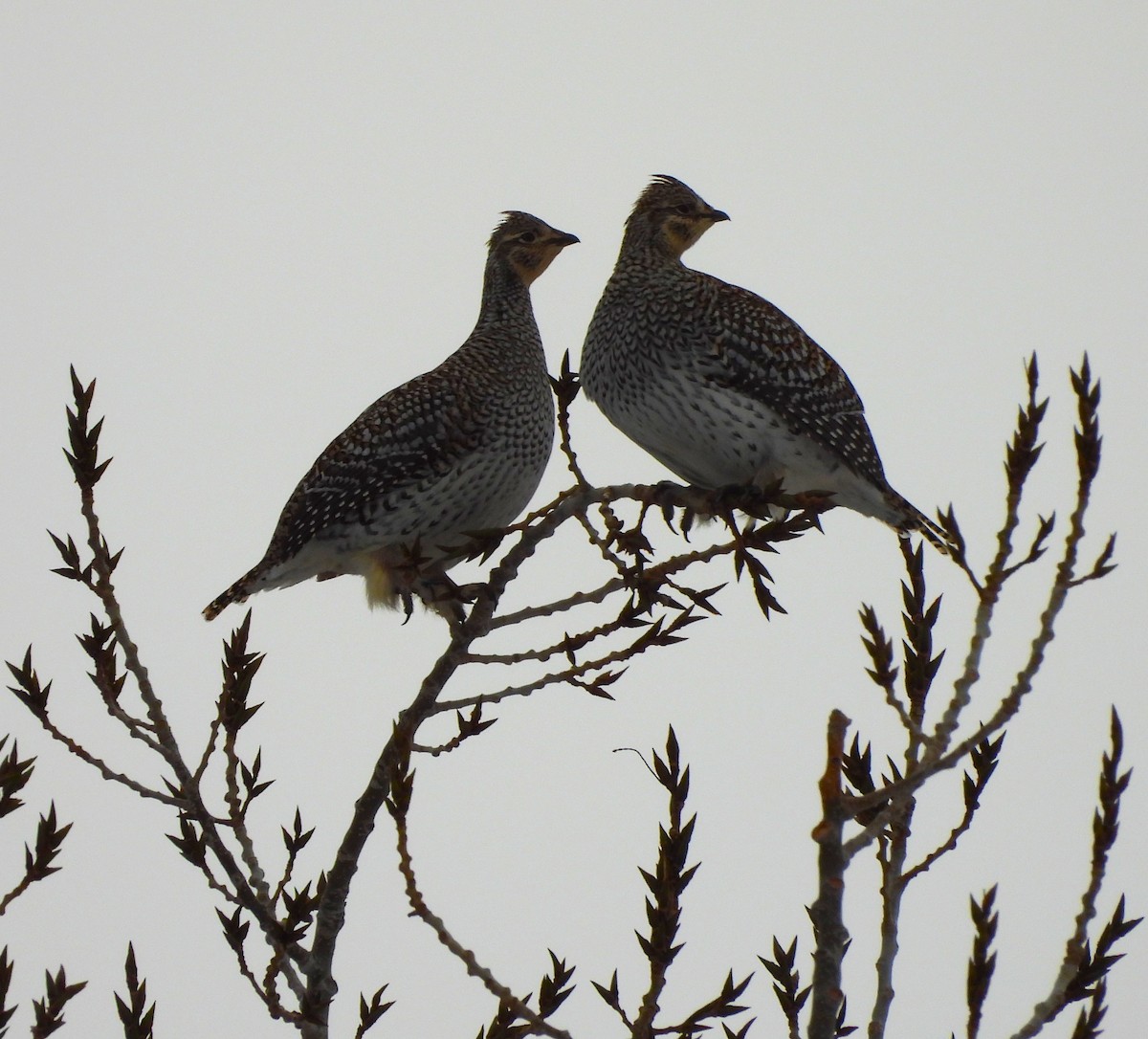 Sharp-tailed Grouse - ML646304673