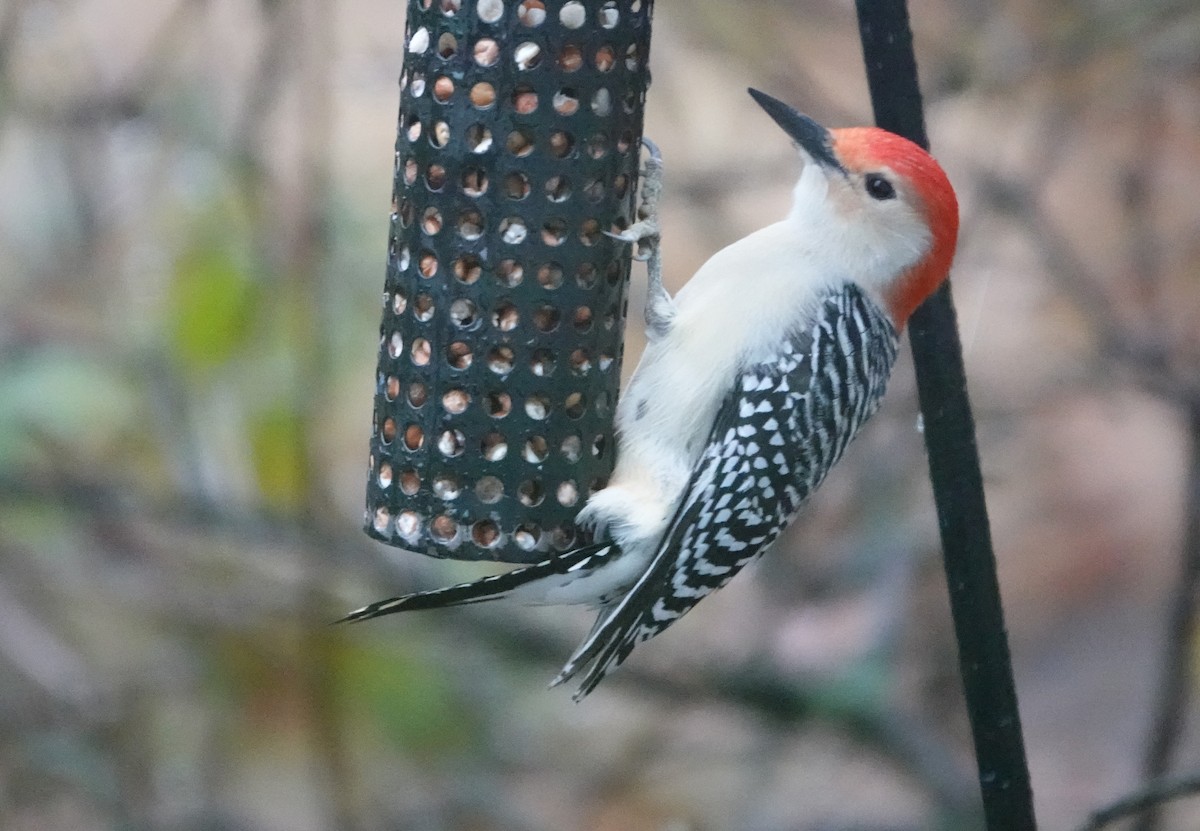 Red-bellied Woodpecker - ML646304675