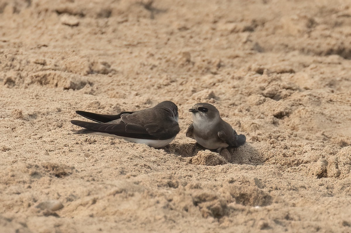 Pale Martin - ML646304681