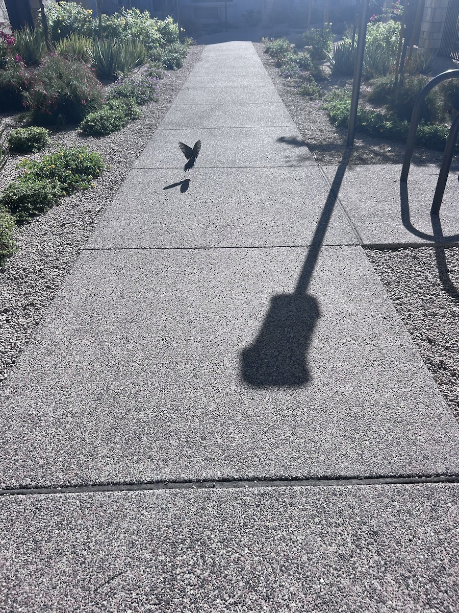 Mourning Dove - ML646304684