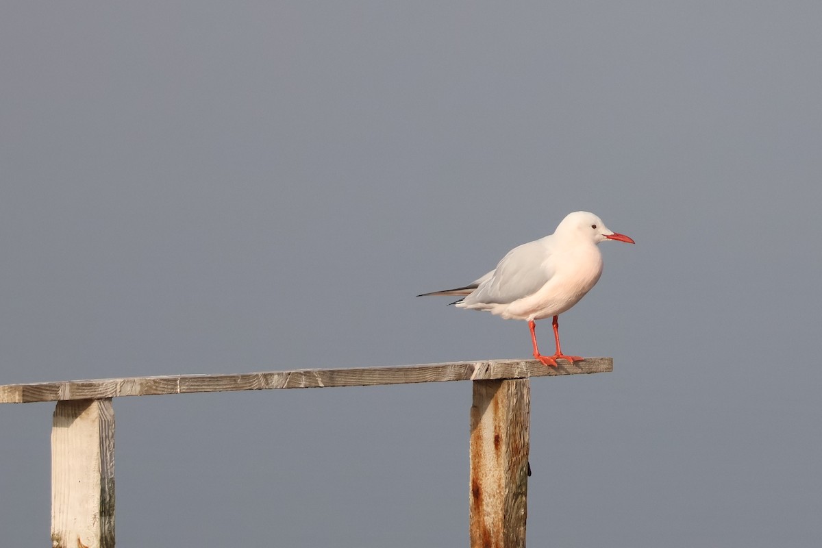 Slender-billed Gull - ML646304685