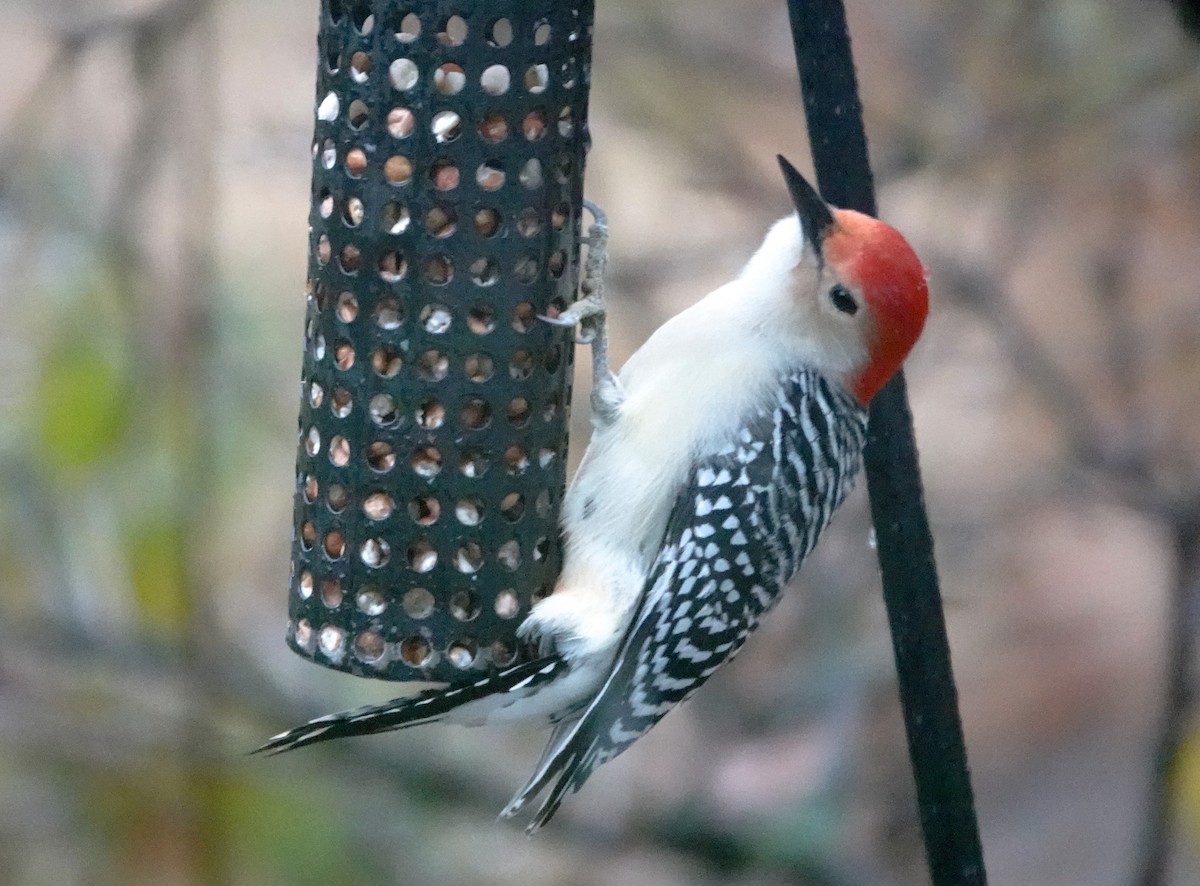 Red-bellied Woodpecker - ML646304689