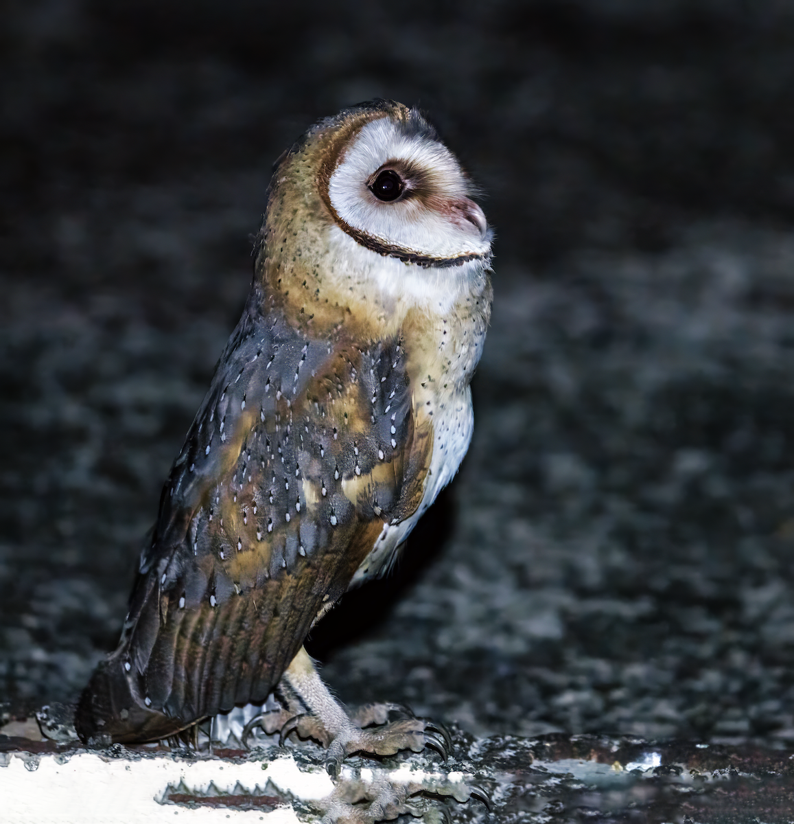 Eastern Barn Owl - ML646304701