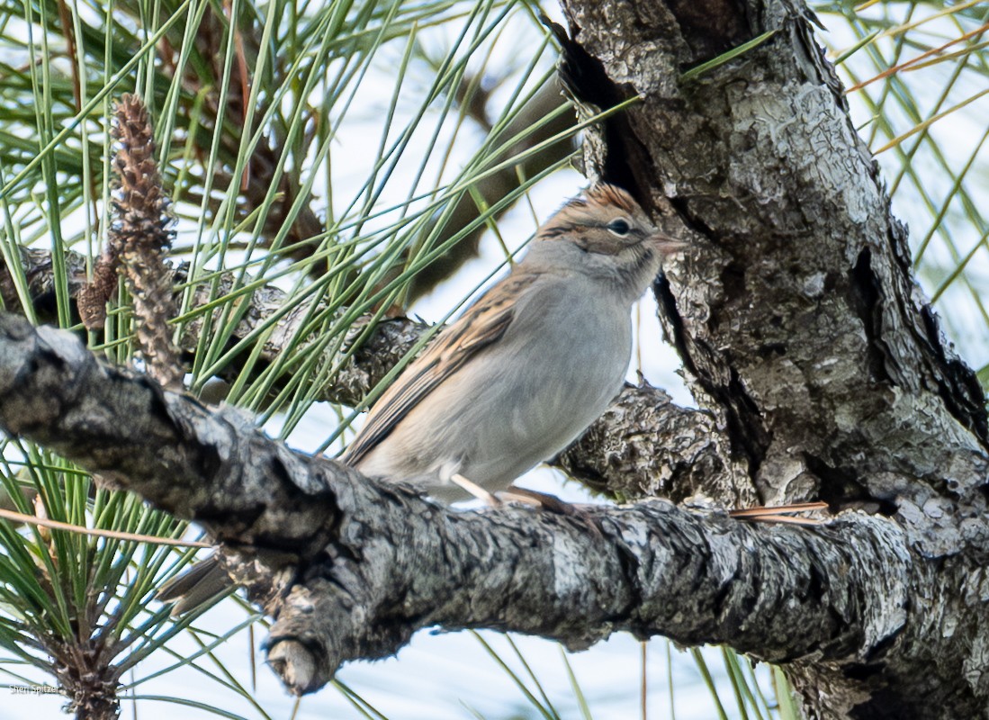 Chipping Sparrow - ML646304702