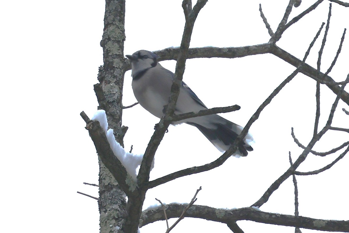 Blue Jay - ML646304707