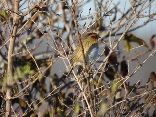 Chingolo de Nelson - ML646304710