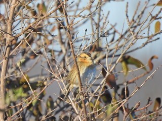 Chingolo de Nelson - ML646304711