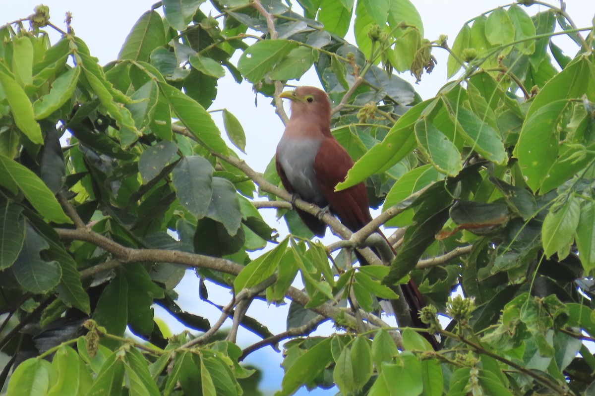 kukačka veverčí - ML646304713