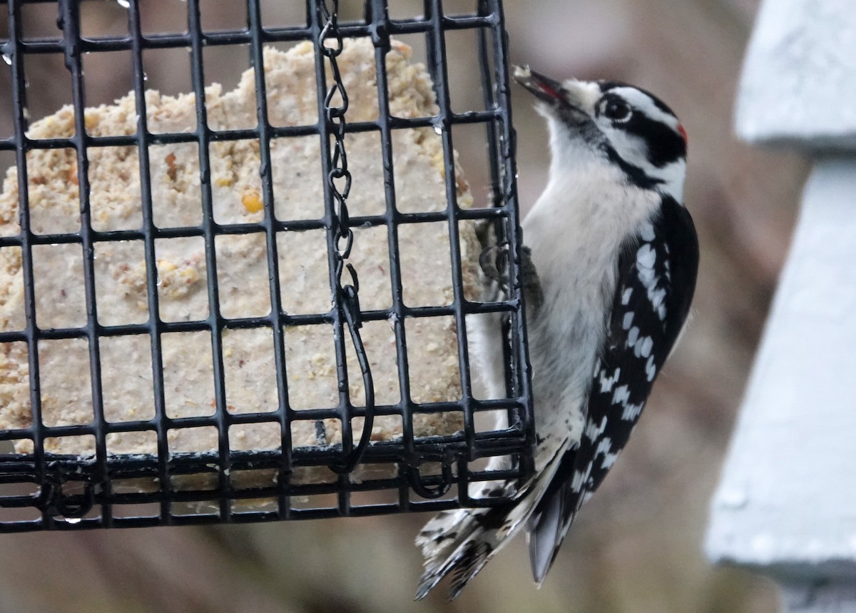 Downy Woodpecker - ML646304715