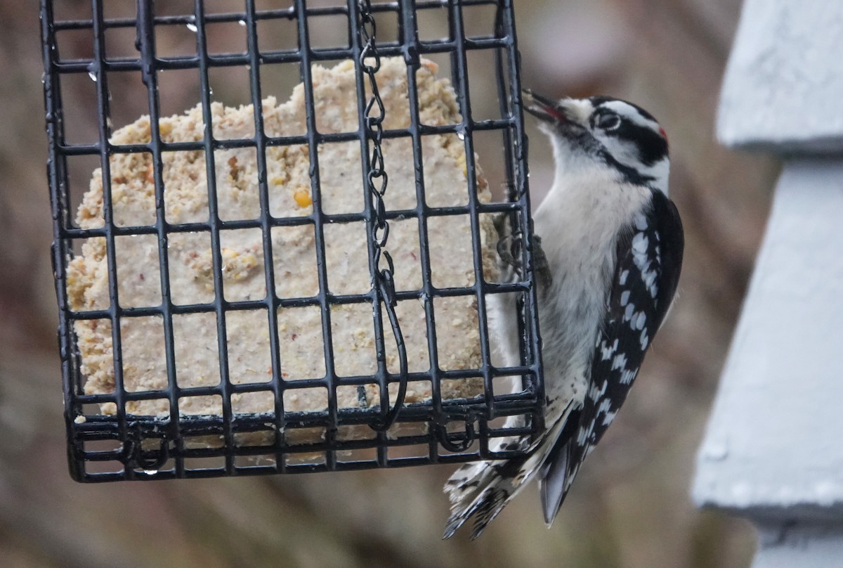 Downy Woodpecker - ML646304720