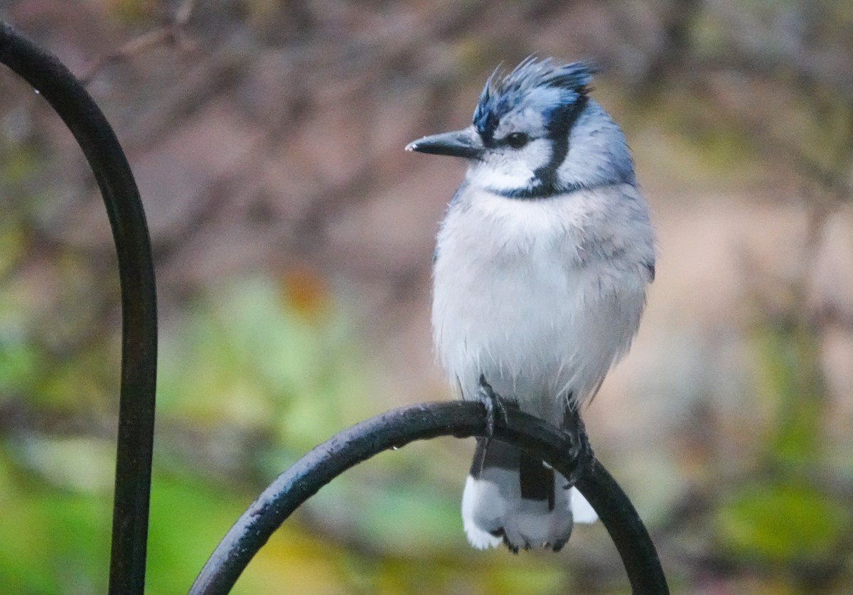 Blue Jay - ML646304725