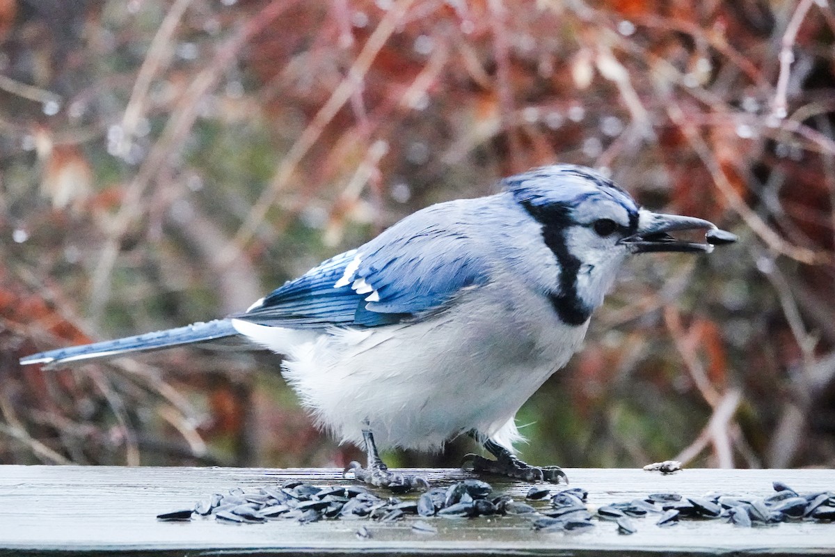 Blue Jay - ML646304726