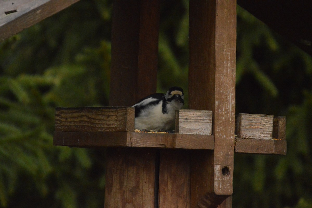 Great Spotted Woodpecker - ML646304729
