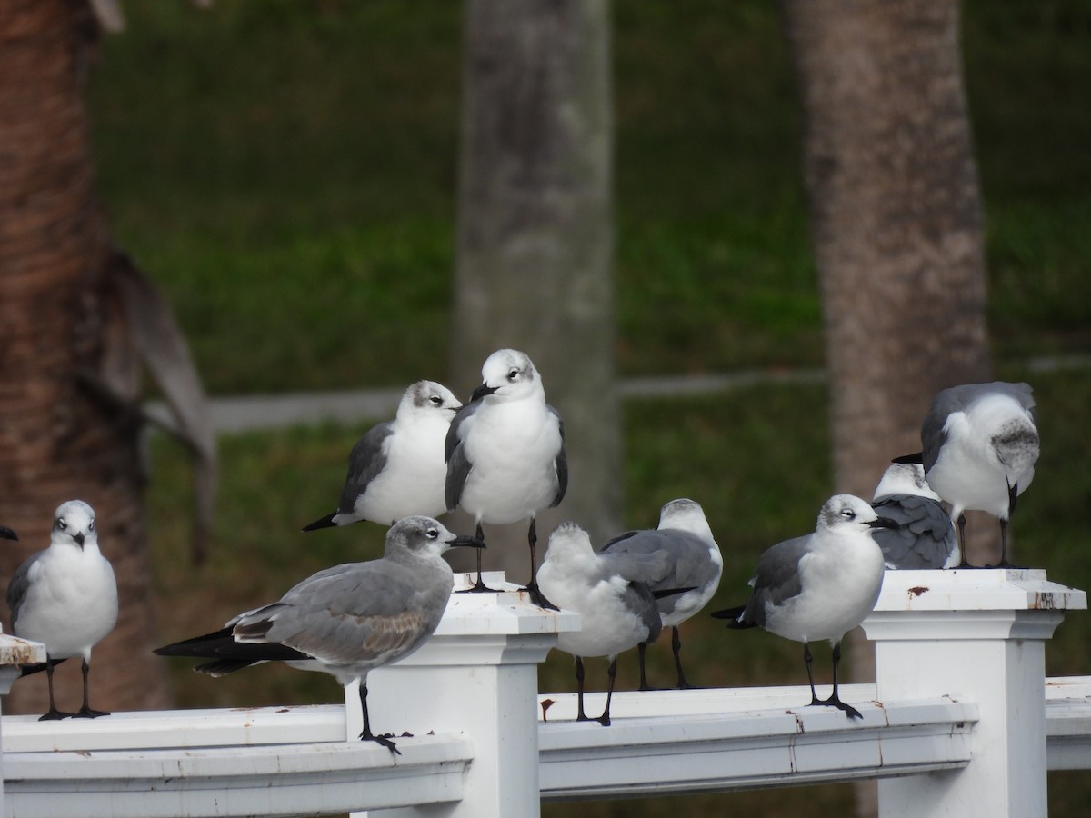 Gabbiano sghignazzante - ML646304730