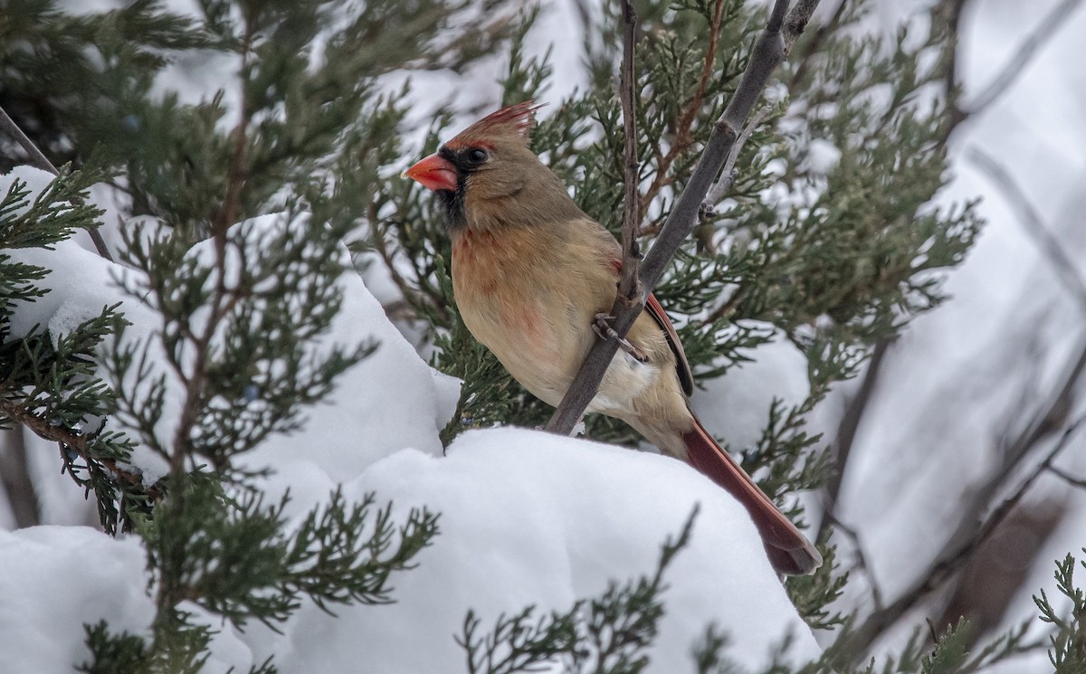 Northern Cardinal - ML646304732