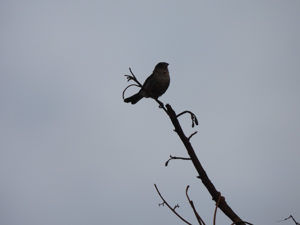 Pileated Finch - ML646304733