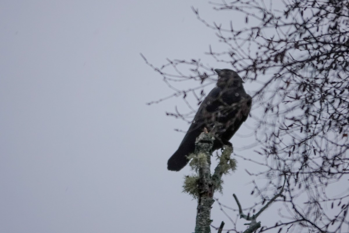 American Crow - ML646304734