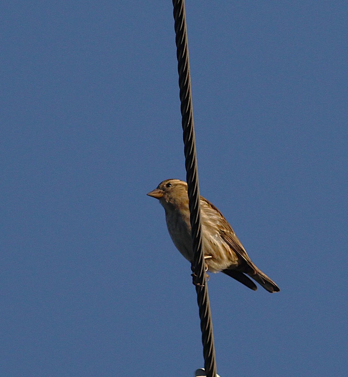 Rock Sparrow - ML646304735