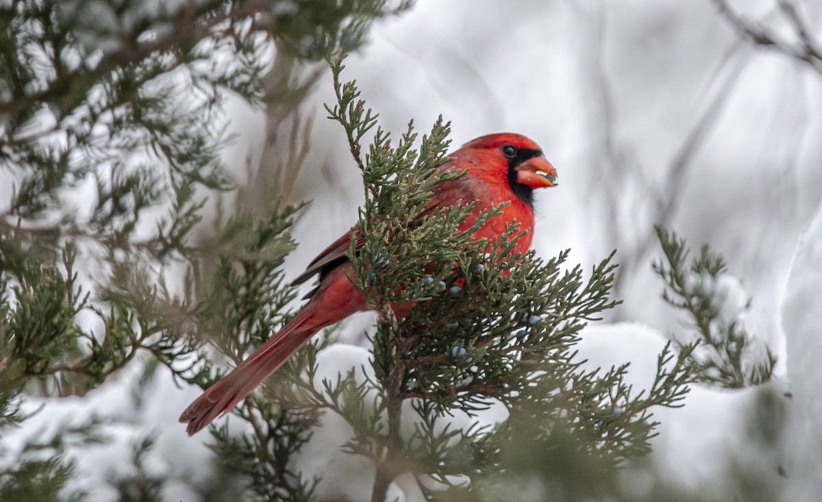 Northern Cardinal - ML646304736