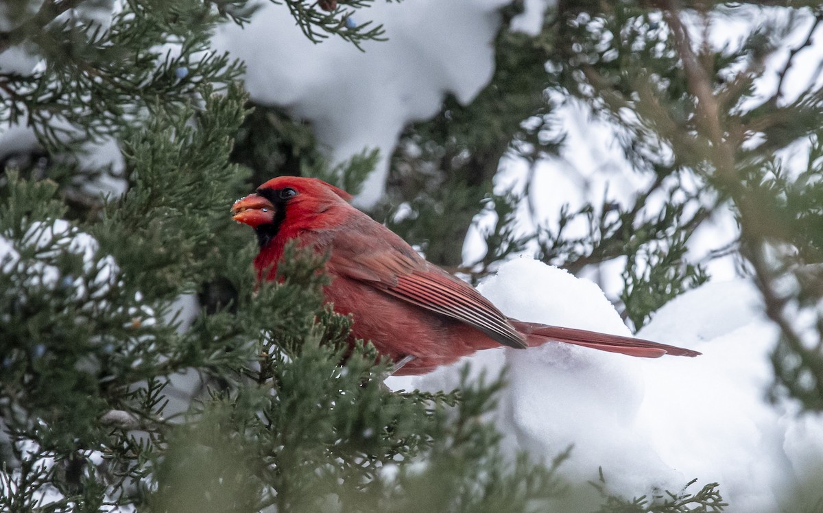 Northern Cardinal - ML646304737