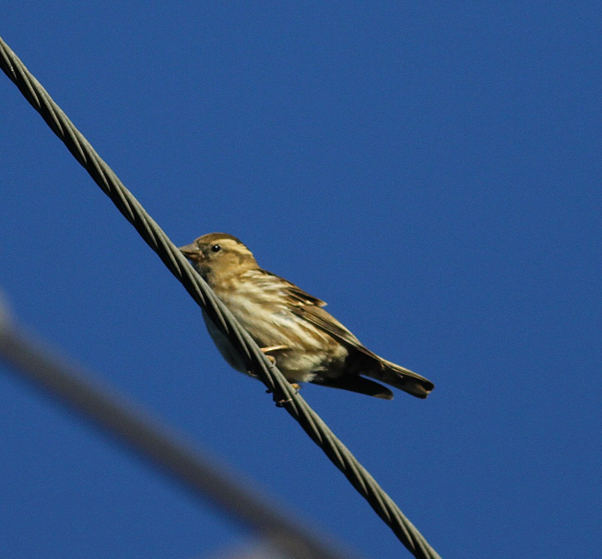 Rock Sparrow - ML646304738