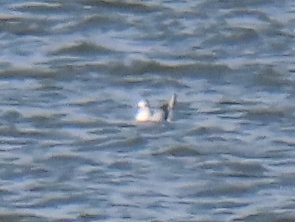 小鷗 - ML646304739