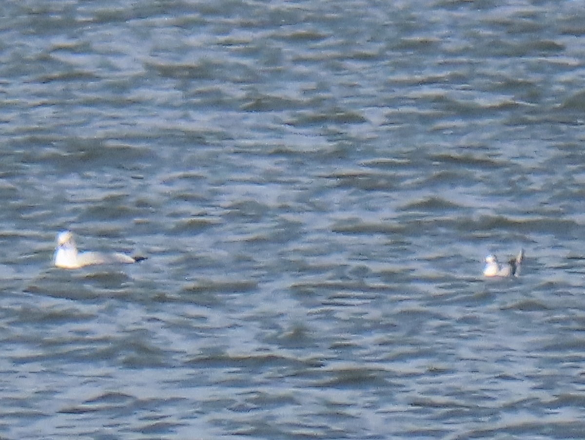 小鷗 - ML646304740