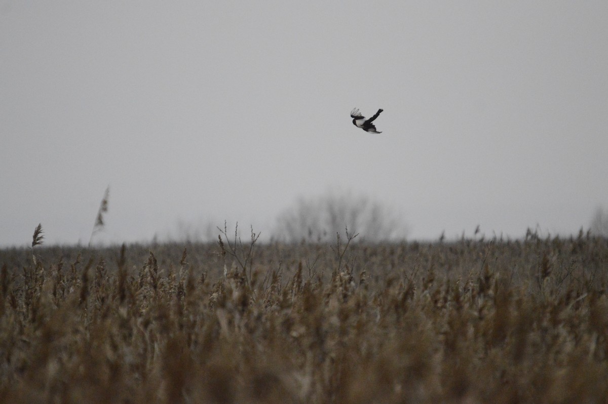 Eurasian Magpie - ML646304741