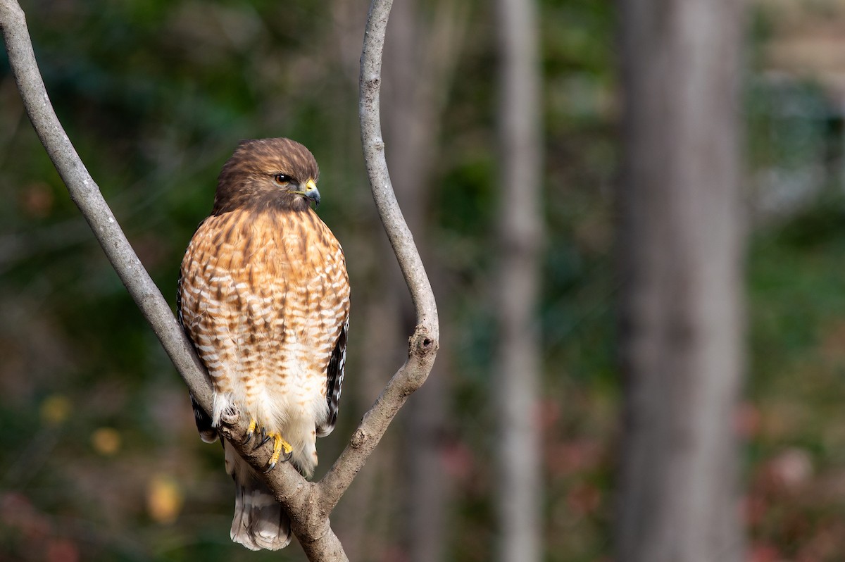 káně páskovaná - ML646304744