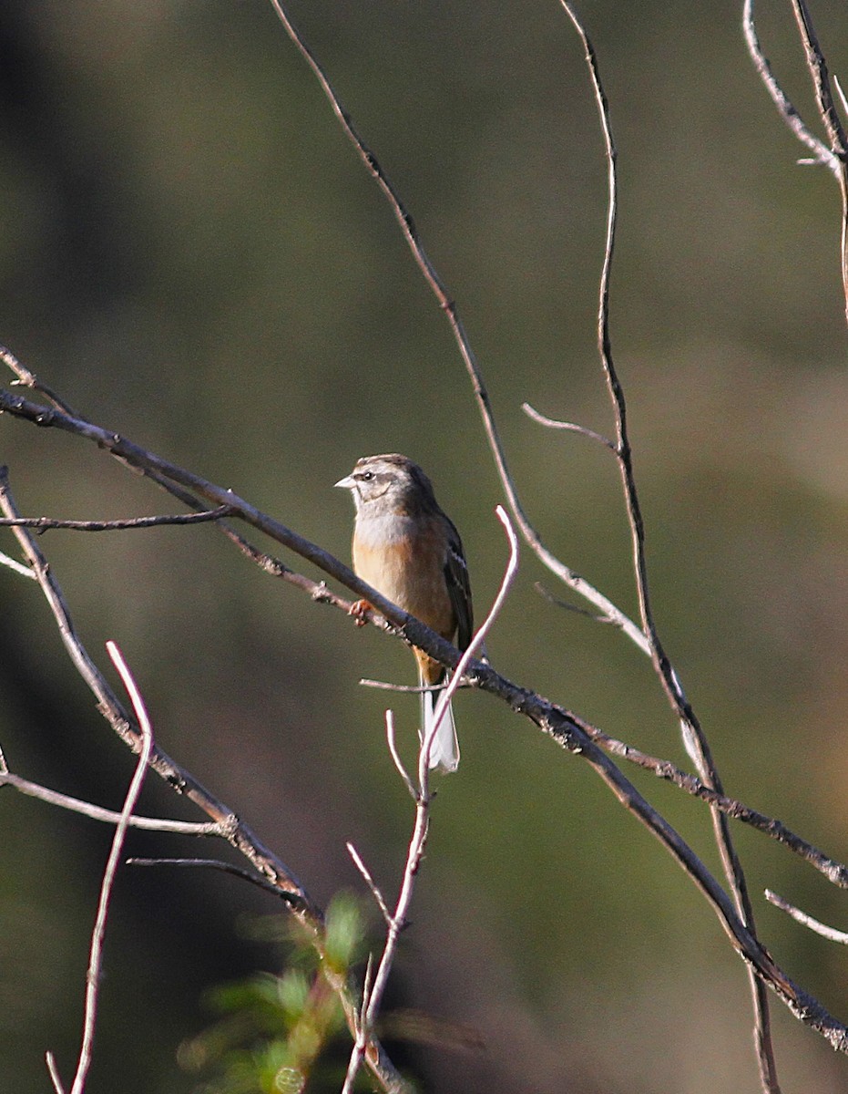 Rock Bunting - ML646304749