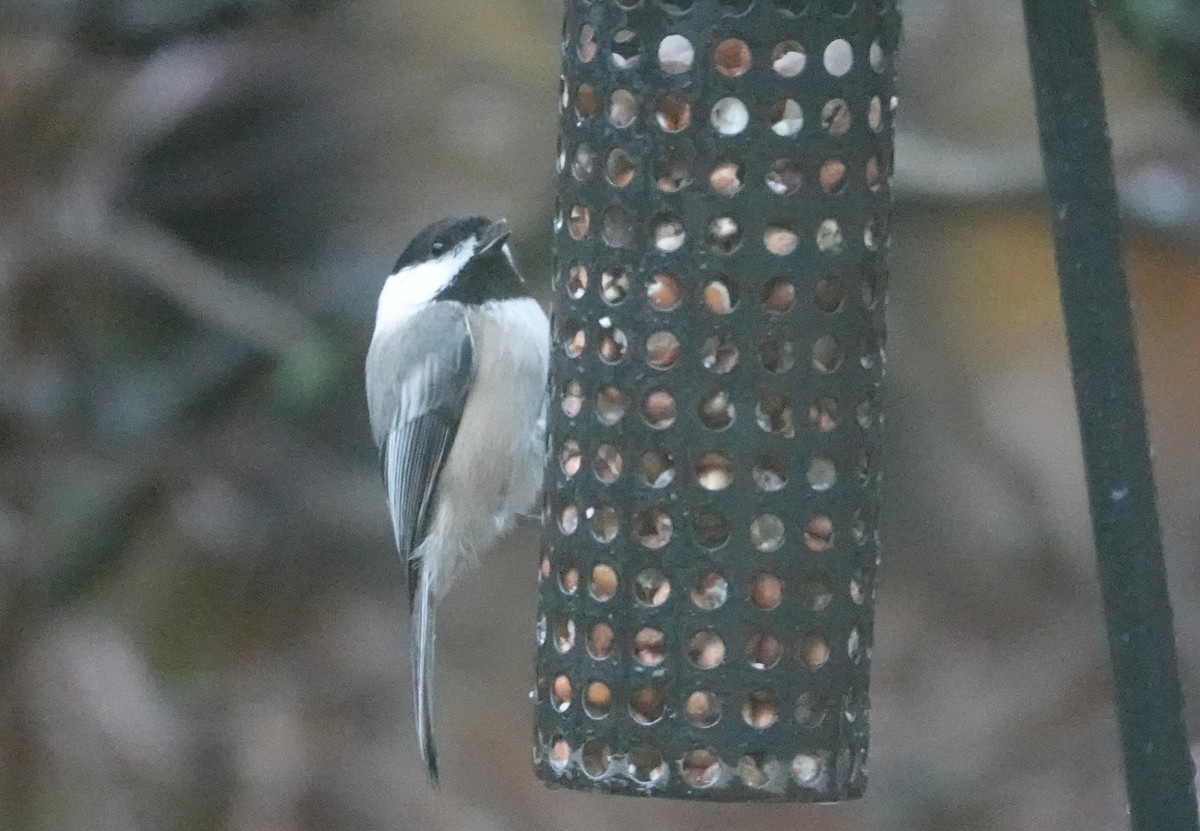Black-capped Chickadee - ML646304756