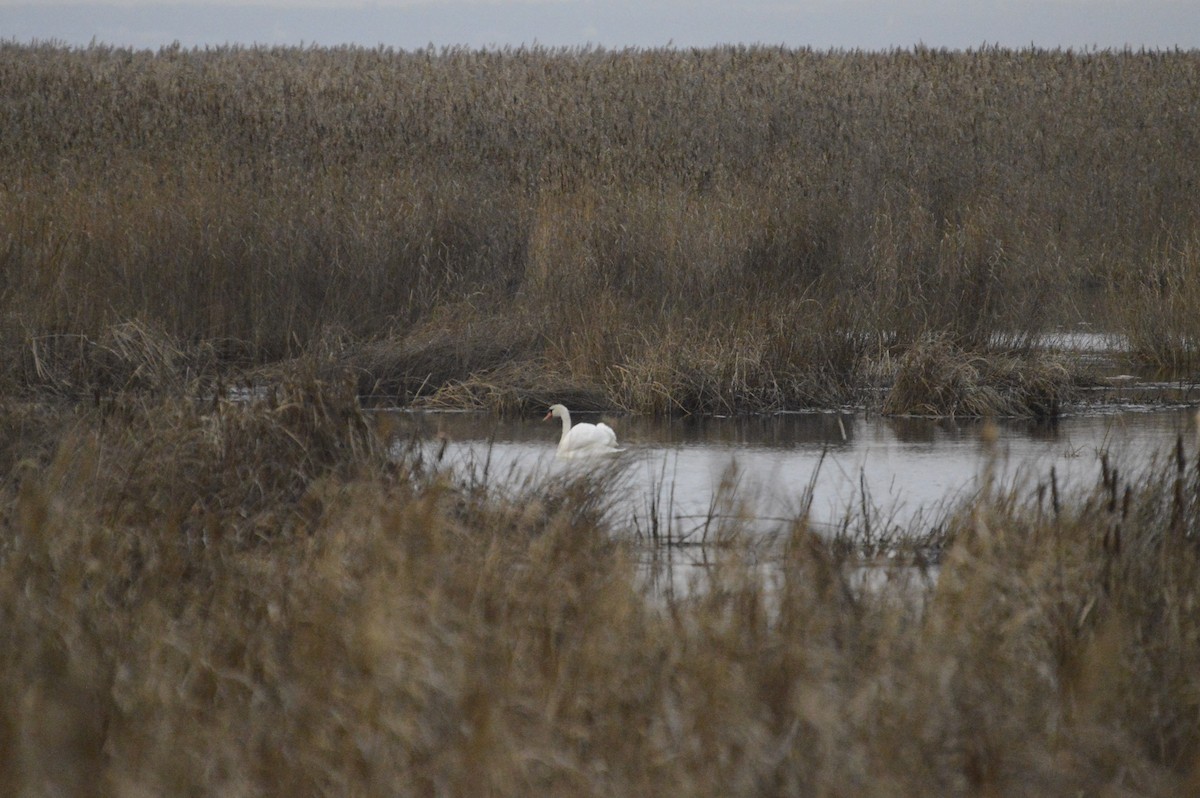 Mute Swan - ML646304758