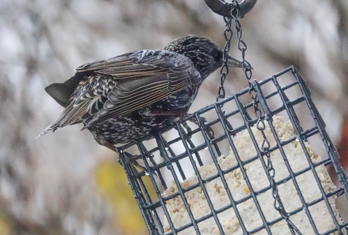 European Starling - ML646304759