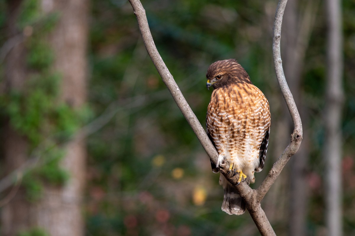 káně páskovaná - ML646304761