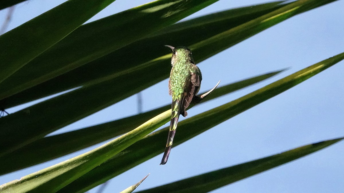 Black-tailed Trainbearer - ML646304767