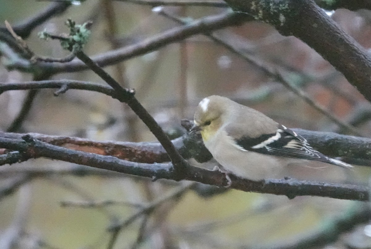 American Goldfinch - ML646304769