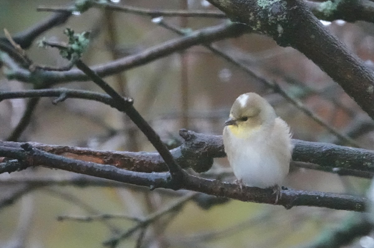 American Goldfinch - ML646304773