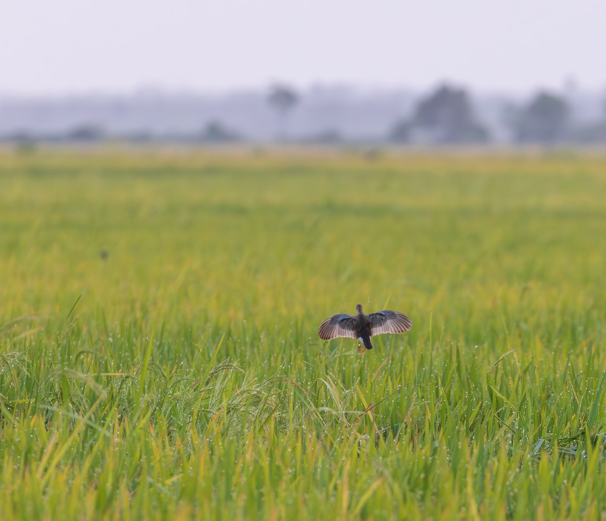 Azure Gallinule - ML646304774