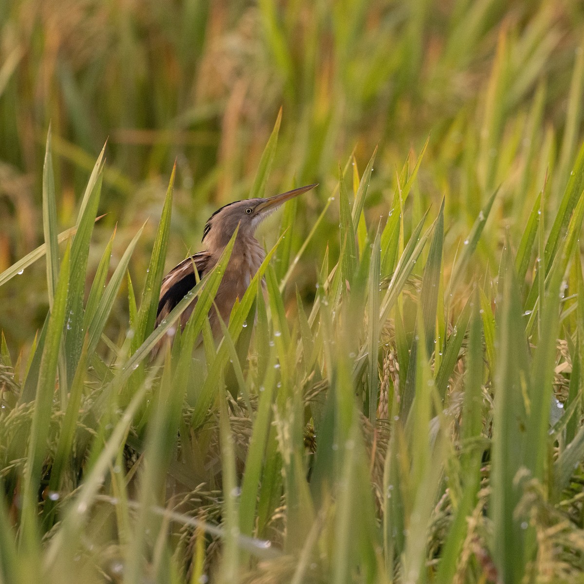 Stripe-backed Bittern - ML646304781