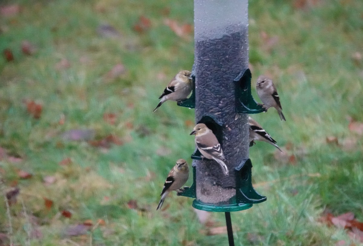 American Goldfinch - ML646304783